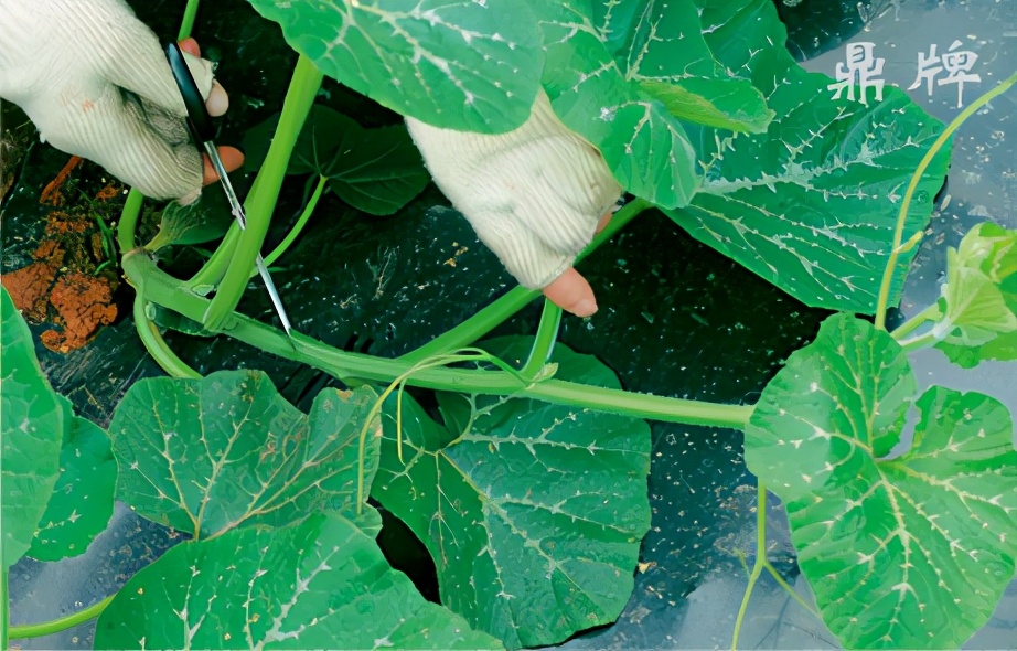 種這種綠葉菜，栽培輕松，畝產(chǎn)值過萬元，菜農(nóng)表示很劃算