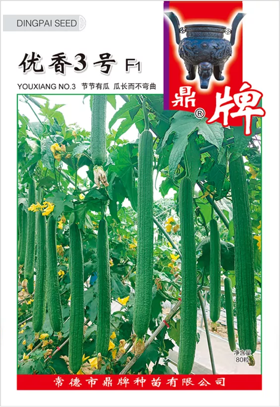 它是絲瓜種植戶的新選擇，節(jié)節(jié)有瓜，瓜長而不彎曲