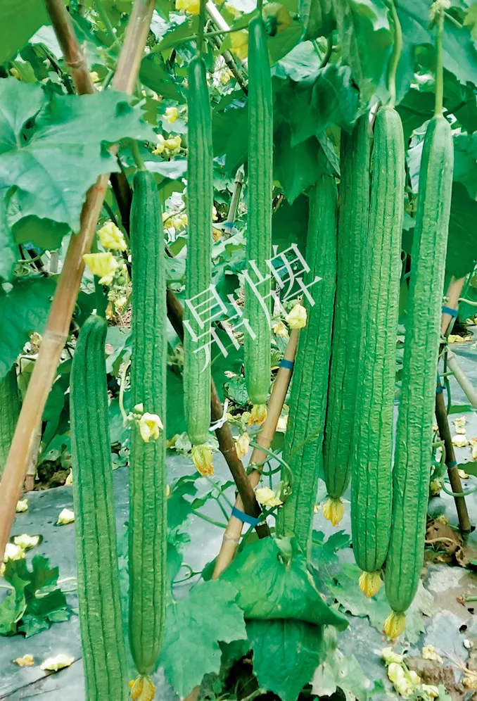它是絲瓜種植戶的新選擇，節(jié)節(jié)有瓜，瓜長而不彎曲