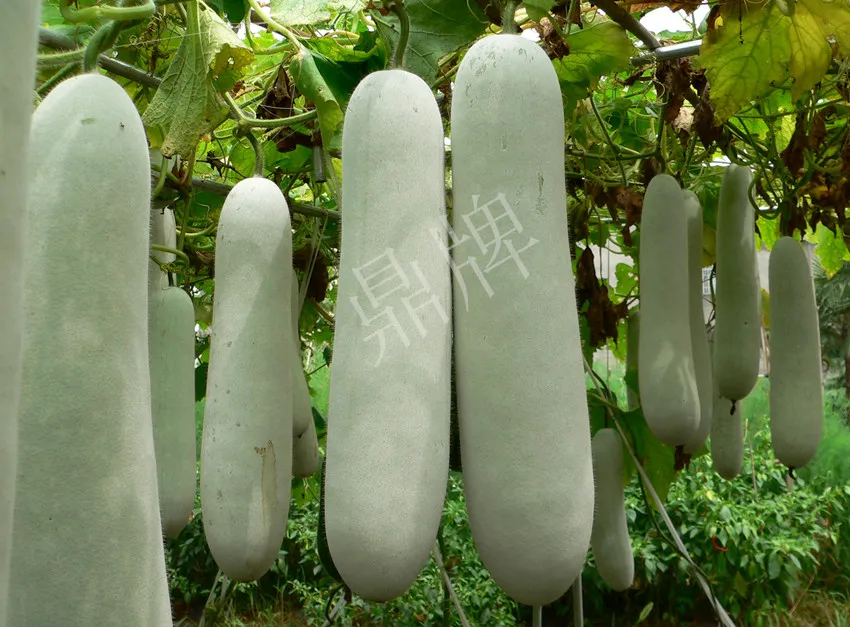 這個品種太優(yōu)秀了！耐儲耐運，適合大面積種植，菜農(nóng)瓜販都喜歡