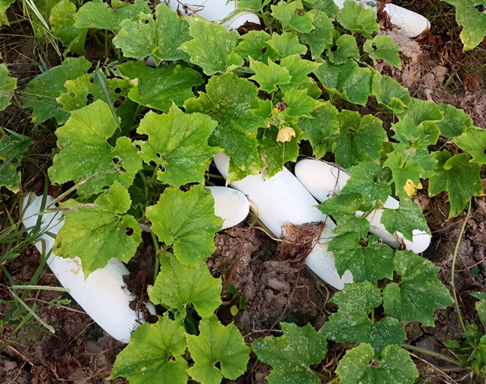 這個品種太優(yōu)秀了！耐儲耐運，適合大面積種植，菜農(nóng)瓜販都喜歡