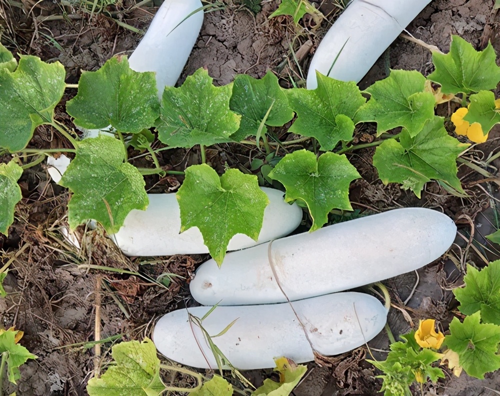 這個品種太優(yōu)秀了！耐儲耐運，適合大面積種植，菜農(nóng)瓜販都喜歡