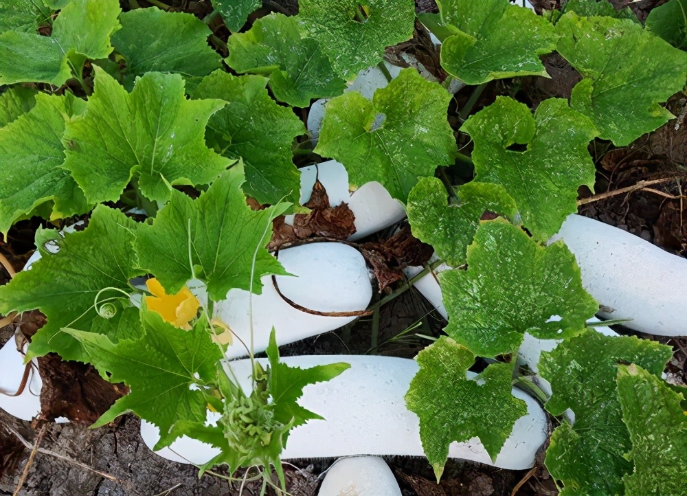 這個品種太優(yōu)秀了！耐儲耐運，適合大面積種植，菜農(nóng)瓜販都喜歡