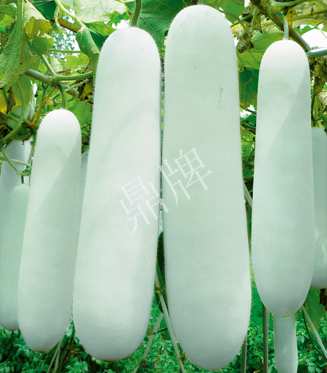 這個品種太優(yōu)秀了！耐儲耐運，適合大面積種植，菜農(nóng)瓜販都喜歡
