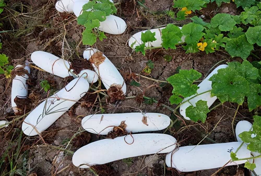 這個品種太優(yōu)秀了！耐儲耐運，適合大面積種植，菜農(nóng)瓜販都喜歡