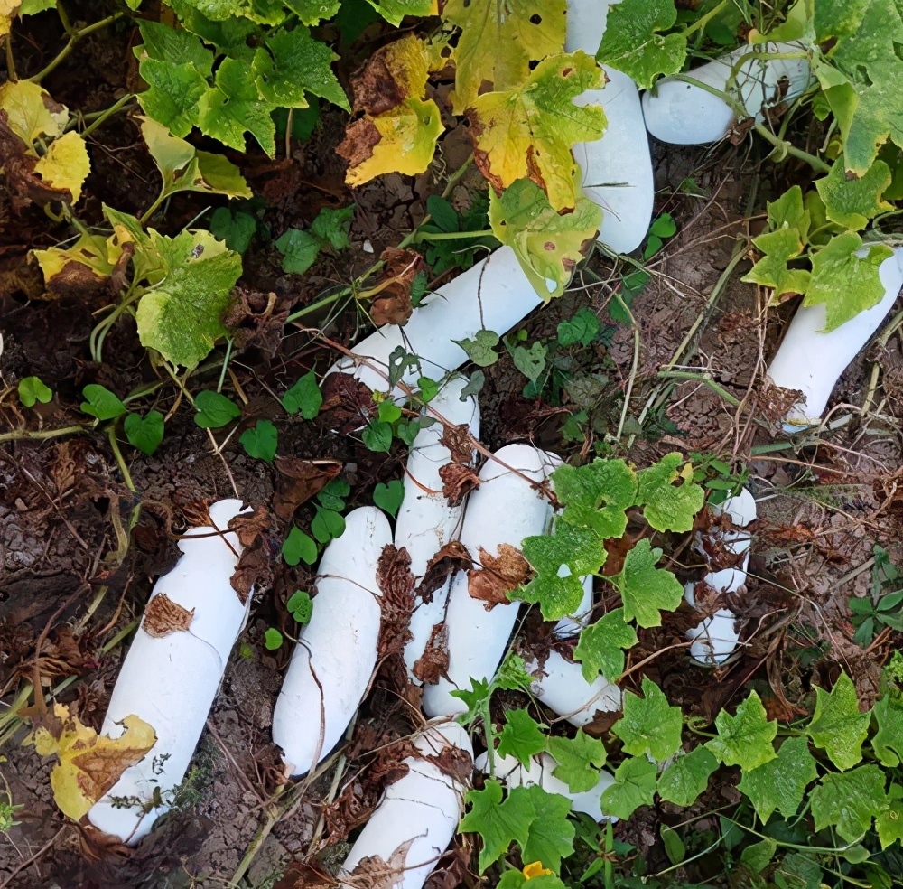 這個品種太優(yōu)秀了！耐儲耐運，適合大面積種植，菜農(nóng)瓜販都喜歡