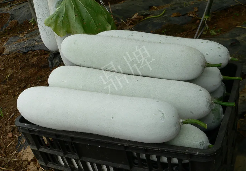 這個品種太優(yōu)秀了！耐儲耐運，適合大面積種植，菜農(nóng)瓜販都喜歡