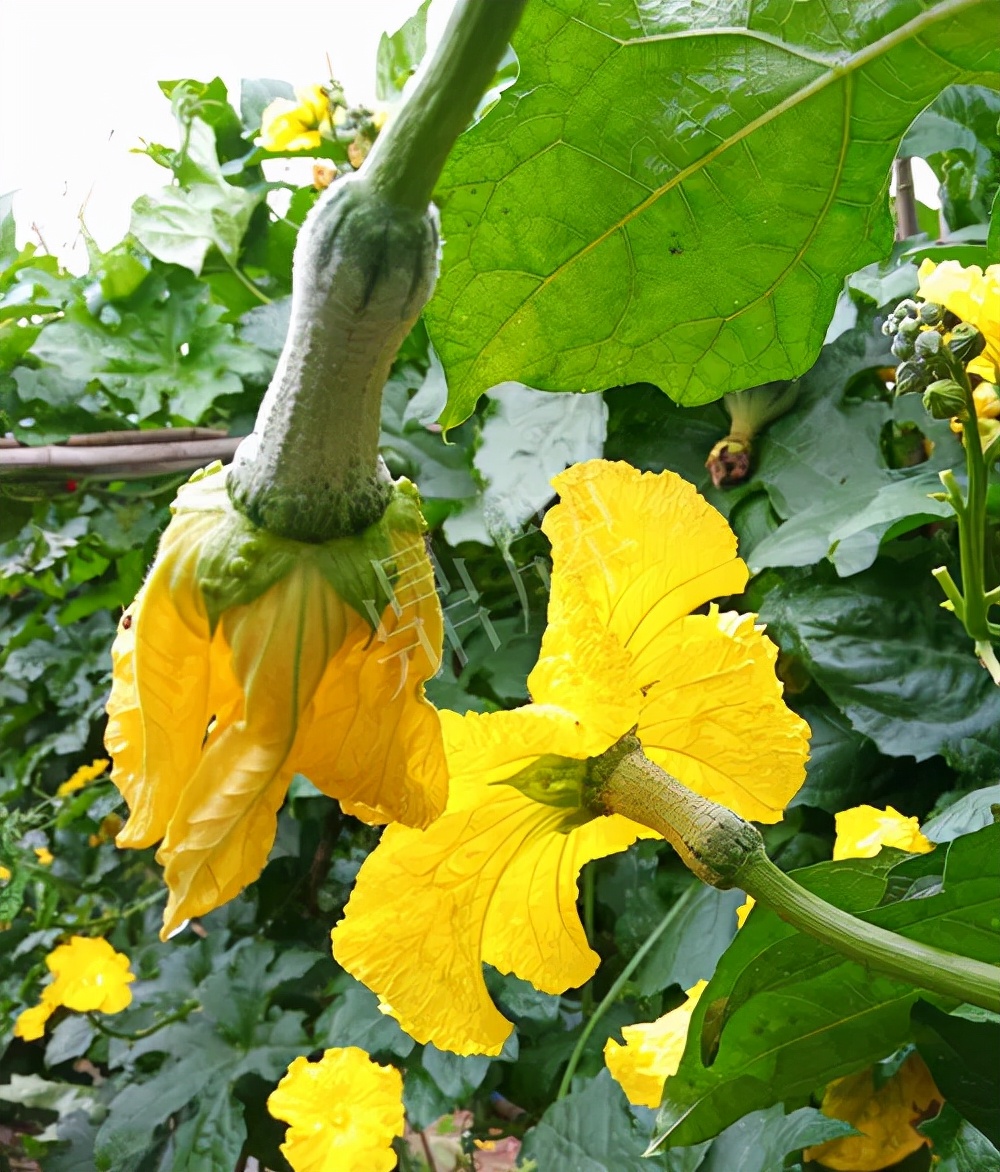 臺州的曾方明試種新品種，畝收入超過6萬元