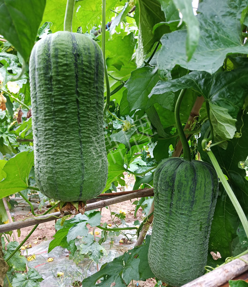 臺州的曾方明試種新品種，畝收入超過6萬元