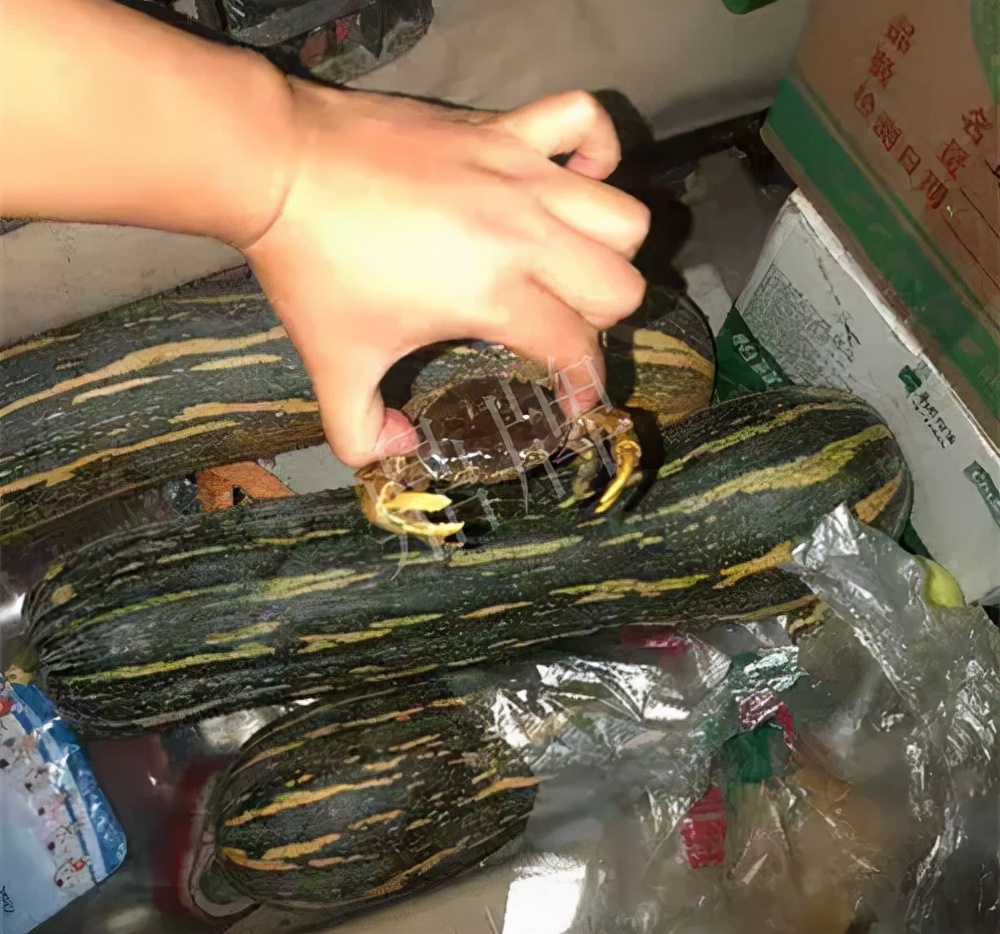 四川農(nóng)戶今年種“健美蜜本”南瓜產(chǎn)量高，品質(zhì)好，感覺巴適得很