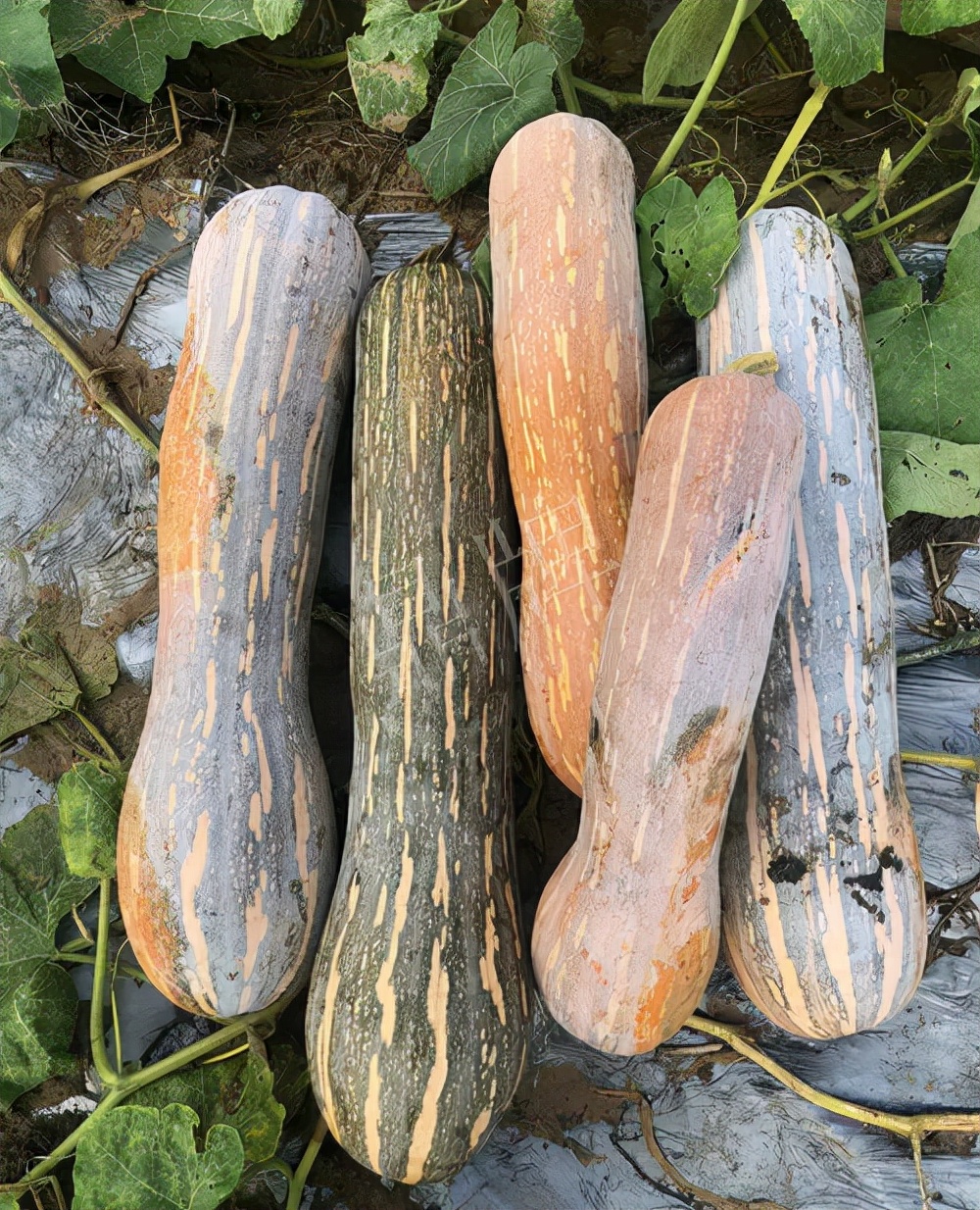 四川農(nóng)戶今年種“健美蜜本”南瓜產(chǎn)量高，品質(zhì)好，感覺巴適得很