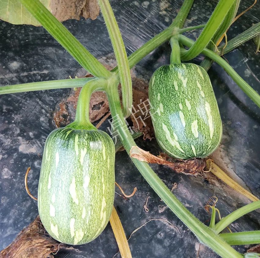 襄陽農(nóng)民“押寶”押對了，這個品種幫他賺了2倍錢