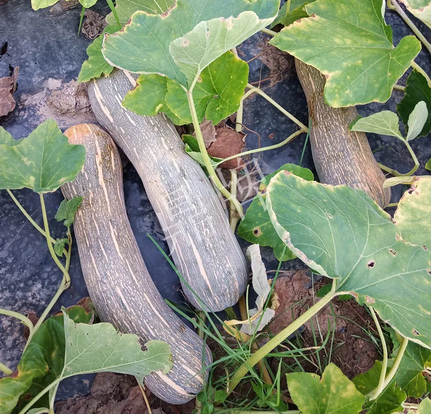 岳陽王大年打工多年，選擇回家種南瓜，今年還增加了50畝地