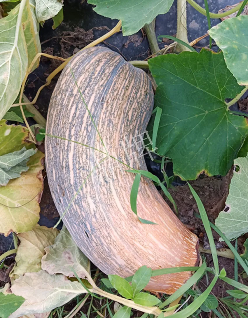 岳陽王大年打工多年，選擇回家種南瓜，今年還增加了50畝地