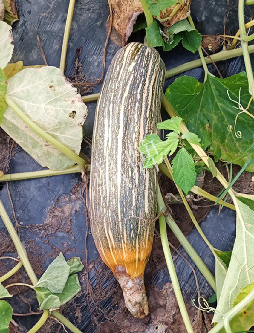 岳陽王大年打工多年，選擇回家種南瓜，今年還增加了50畝地