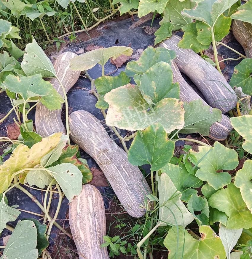 岳陽王大年打工多年，選擇回家種南瓜，今年還增加了50畝地