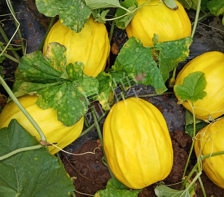 婁底瓜農(nóng)純賺50萬，我這個“張大膽”榮光了一把