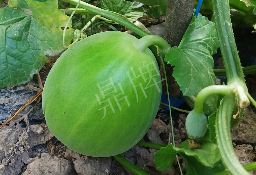 婁底瓜農(nóng)純賺50萬，我這個“張大膽”榮光了一把