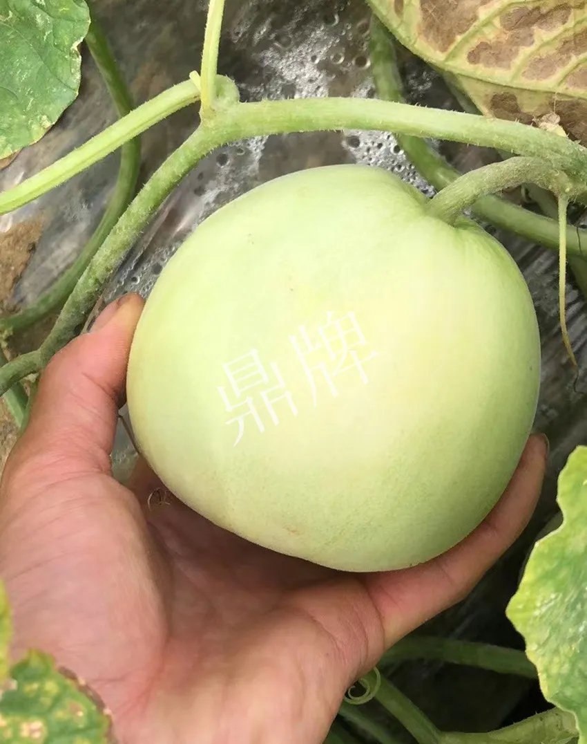 郴州農(nóng)戶種植新品種，果實又香又甜，很好賣