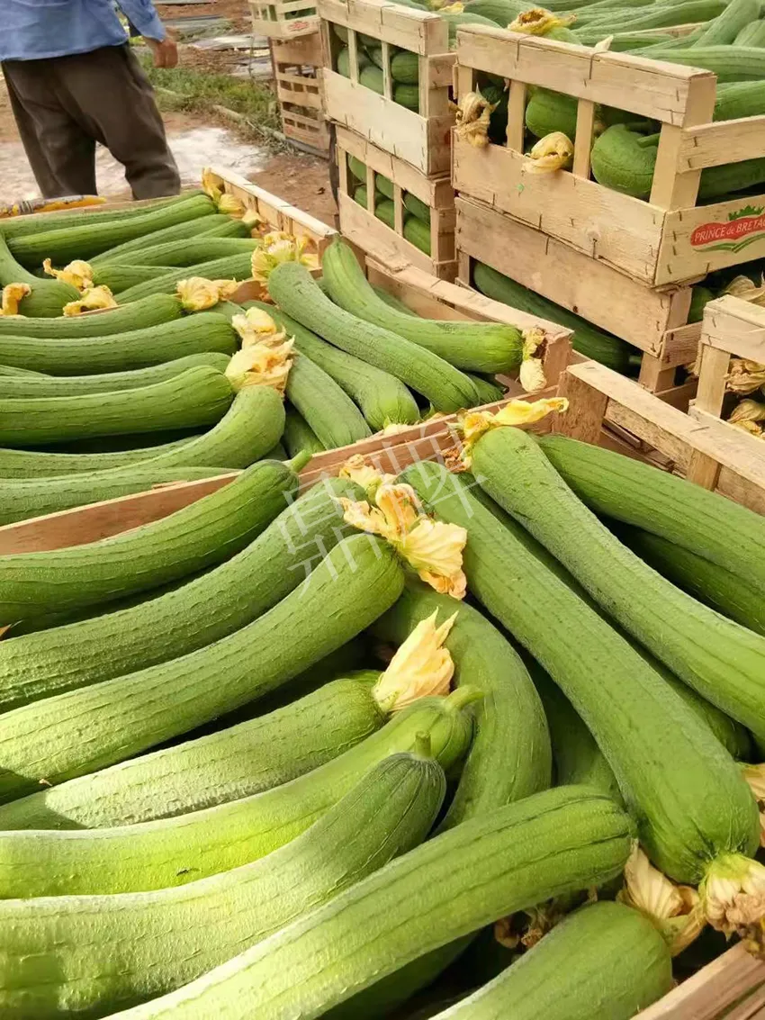 鎮(zhèn)江的何青萍，在法國(guó)種植“優(yōu)比1號(hào)”每公斤24元