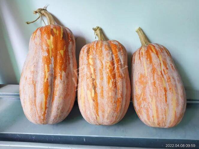 蔬菜種子種植戶客戶點評-去年的南瓜，放到現(xiàn)在還完好！能賣什么價？