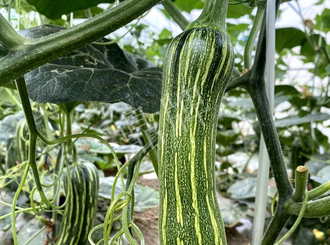 蔬菜種子種植戶客戶點(diǎn)評(píng)-打破常規(guī)，我的南瓜賣7元1斤……