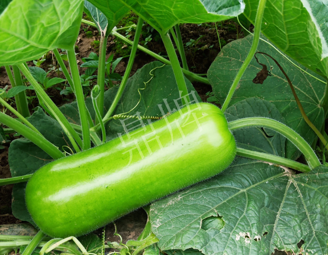 蔬菜種子種植戶客戶點(diǎn)評(píng)-牛逼！我露地栽培的瓠瓜，比別人大棚的還早上市！