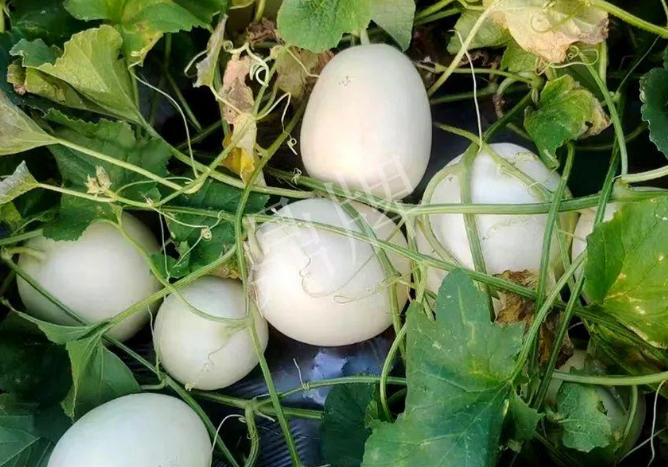 蔬菜種子種植戶客戶點(diǎn)評(píng)-巴適，巴適，這個(gè)甜瓜太巴適了！