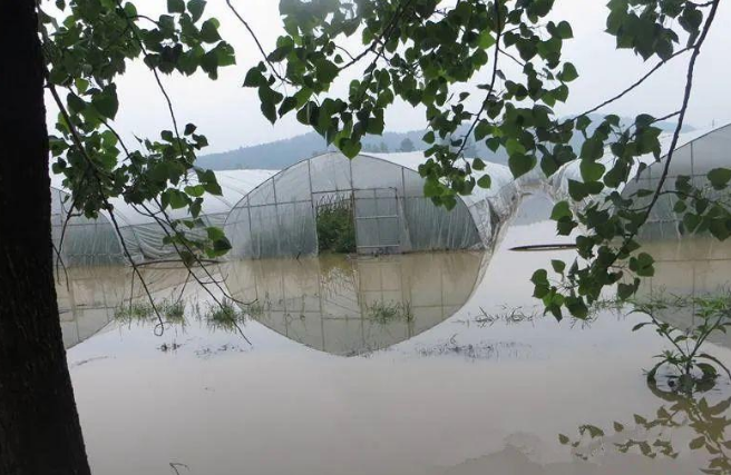 蔬菜種子種植戶客戶點(diǎn)評(píng)-可惜了！我的甜瓜被水淹了，還有救嗎？