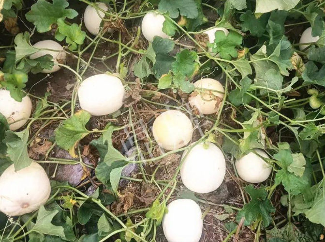 蔬菜種子種植戶客戶點(diǎn)評(píng)-什么？這個(gè)白皮甜瓜紅得發(fā)紫？