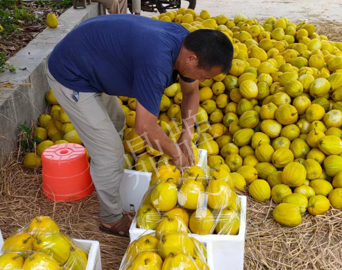 蔬菜種子種植戶客戶點(diǎn)評(píng)-這個(gè)品種抗性強(qiáng)、口感好，為我的合作社帶來(lái)了高收入!