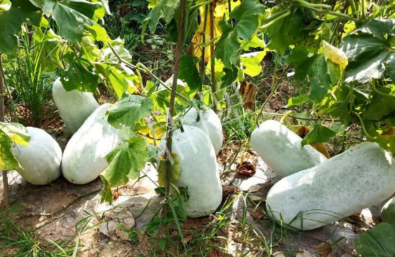 蔬菜種子種植戶客戶點(diǎn)評-驚訝！炎炎烈日下，小孩大聲喊：“大雪球！大雪球……”怎樣一回事？