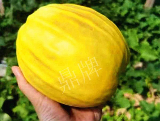 蔬菜種子種植戶客戶點(diǎn)評-我的甜瓜賣20元1市斤，與大家分享…