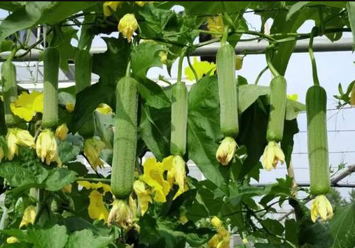 蔬菜種子種植戶客戶點(diǎn)評-每畝收入2萬元！這個(gè)絲瓜品種大受歡迎！