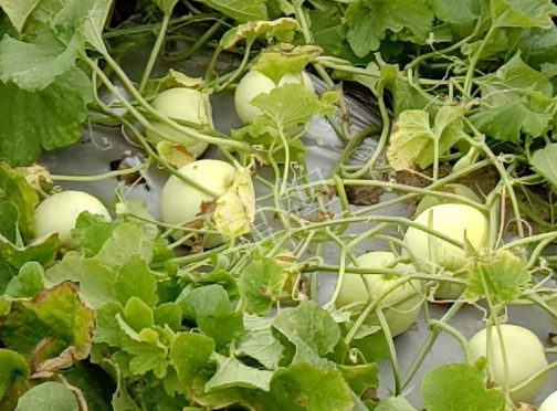 蔬菜種子種植戶客戶點(diǎn)評-種植甜瓜20年，這個(gè)品種讓我更省心！