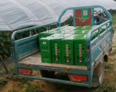 蔬菜種子種植戶客戶點(diǎn)評-很暢銷！團(tuán)購6元一斤，這瓜夠香、夠甜、夠得勁兒！