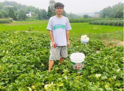 蔬菜種子種植戶客戶點(diǎn)評-甜瓜新品上市，每個(gè)賣9元，很暢銷！