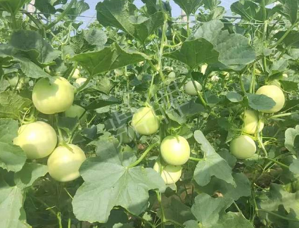 蔬菜種子種植戶客戶點評-種植這個新品種，我感到非常滿意！