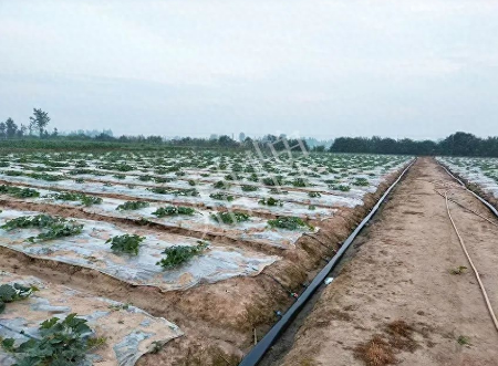 蔬菜種子種植戶客戶點評-80后大廚回鄉(xiāng)種甜瓜，第一年就賺15萬！