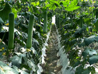 蔬菜種子種植戶客戶點評-高手在民間，浙江蒼南的絲瓜在下半年至春節(jié)，都有大量上市！