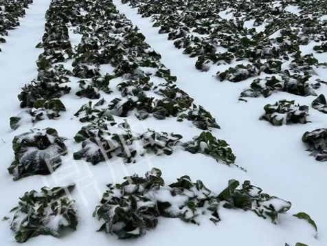 蔬菜種子種植戶客戶點評-春節(jié)期間，2畝雜交“東漢菜”一批就賣了2萬多元！