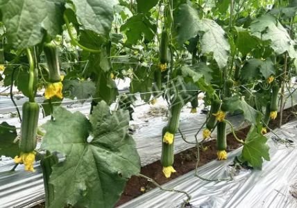 蔬菜種子種植戶客戶點評-這個新品種好不好？？？見證的時候到了！