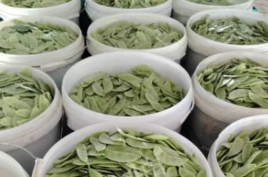 蔬菜種子種植戶客戶點評-時隔20年，我再種這個品種，大家來看看，怎么樣？