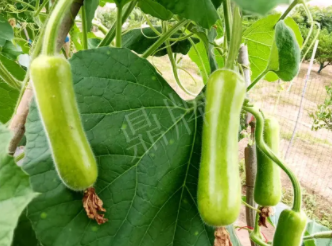 蔬菜種子種植戶客戶點評-科研人員發(fā)誓研究的一個抗高溫品種，您可能需要！