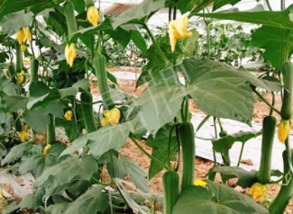 蔬菜種子種植戶客戶點評-一株結(jié)瓜30多個，價錢好，賺了！