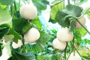 蔬菜種子種植戶客戶點評-丁老板說：種植這個品種，獲得了滿意的收入，確實“爽歪歪”