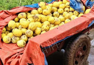 蔬菜種子種植戶客戶點評-持續(xù)暴雨天氣，這個品種幫我們渡過了難關(guān)，收入還滿意！