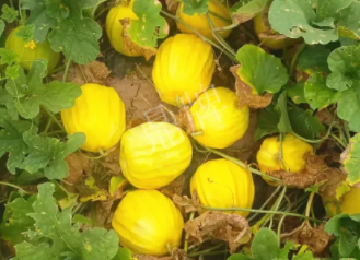 蔬菜種子種植戶客戶點(diǎn)評(píng)-瓜農(nóng)說：“還得是這個(gè)品種啊！”，什么品種讓種植戶如此感慨？