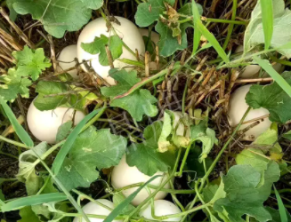 蔬菜種子種植戶(hù)種植心得-一個(gè)會(huì)寫(xiě)詩(shī)的農(nóng)民，把甜瓜種在草叢中，結(jié)果怎