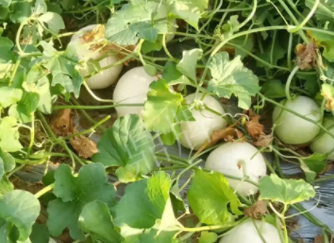 蔬菜種子種植戶(hù)種植心得-真有這么好嗎？這個(gè)品種我試種了一畝地，猜猜